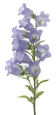 Bellflower