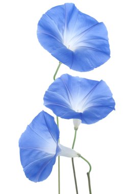 Morning glory clipart