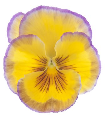 Homo çiçek