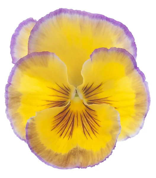 Maceška květina — Stock fotografie