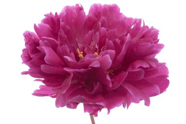 Peony flower clipart