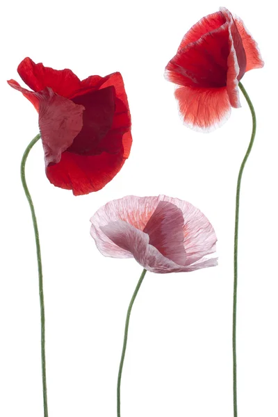 Poppy flowers Stock Picture