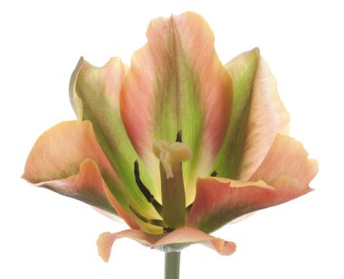 Tulip flower clipart