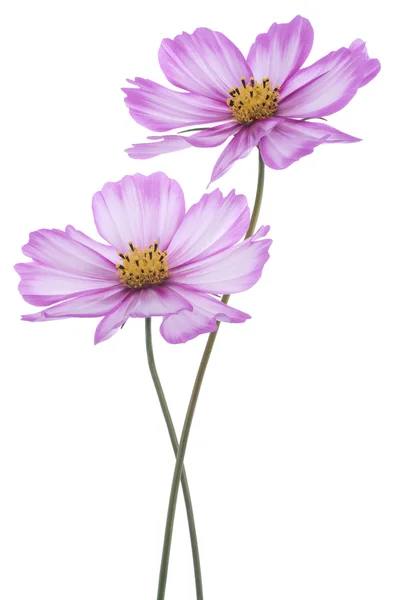 Cosmos flowers — Stock Photo, Image