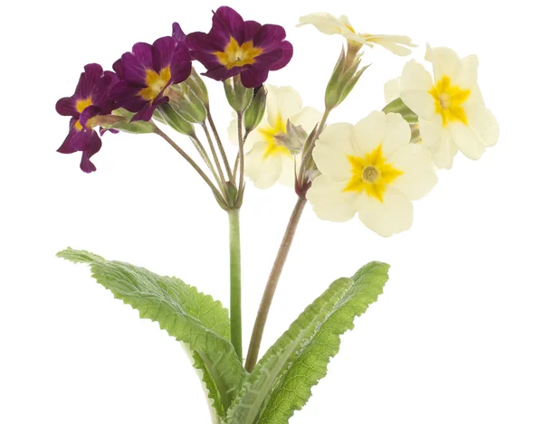 stock image Primrose