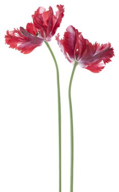 Tulip flowers clipart