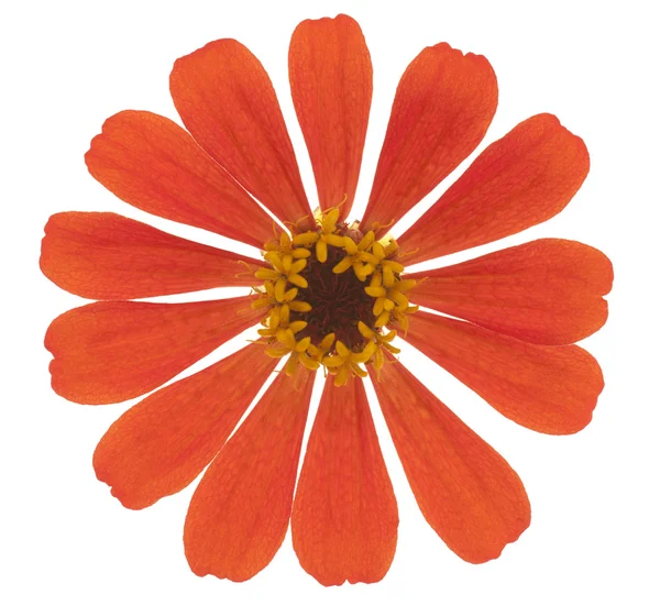 stock image Zinnia