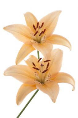 Lily flowers clipart