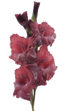 Gladiolus clipart