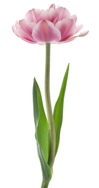 Fleurs de tulipes — Photo