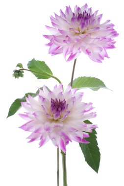 Dahlia clipart