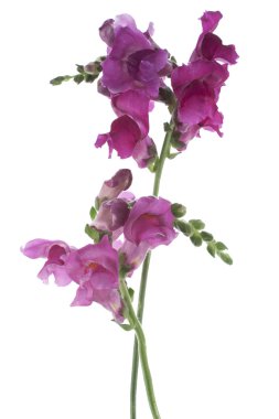 Snapdragon clipart