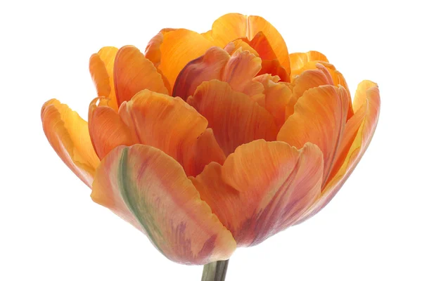 Bunga Tulip — Stok Foto