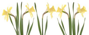 Daffodil clipart