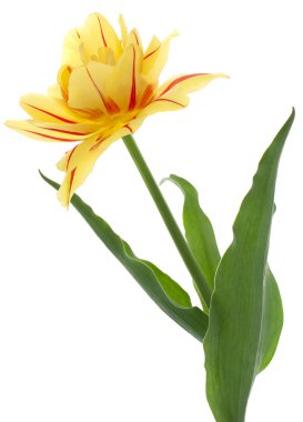 Tulip flower clipart