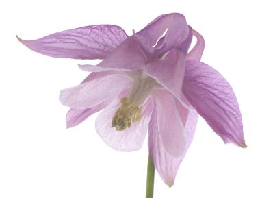 Columbine