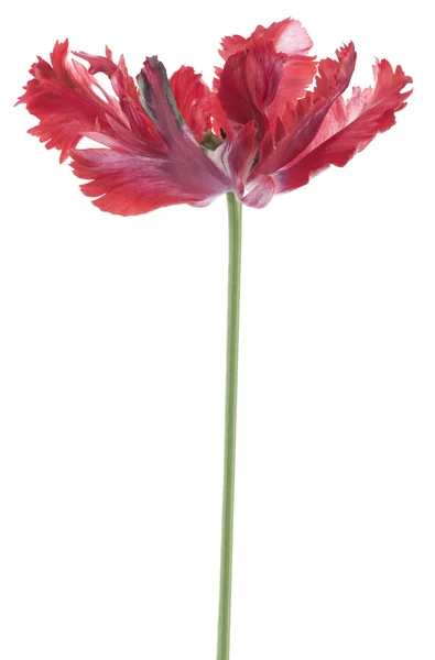 Flor tulipa — Fotografia de Stock