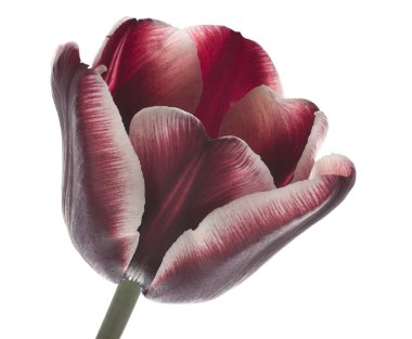 Tulip flower clipart