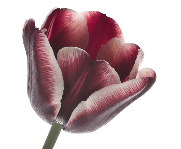 Tulipán květ — Stock fotografie