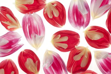 Dahlia petals clipart