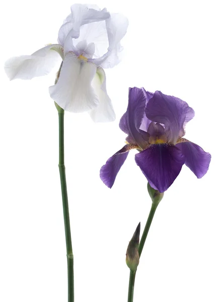 アイリスの花 — ストック写真