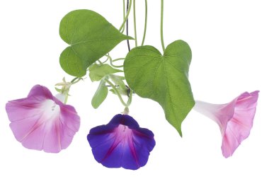 Morning glory clipart