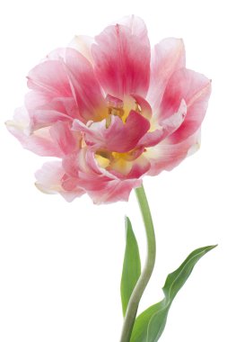 Tulip flower clipart