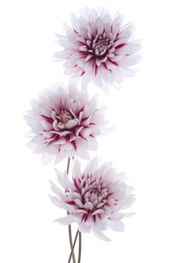 Dahlia clipart