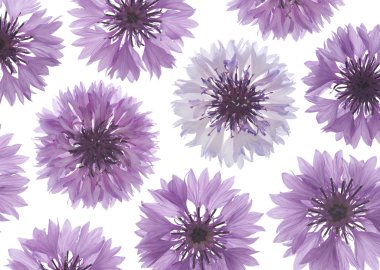 Cornflower clipart