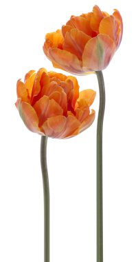 Tulip flowers clipart