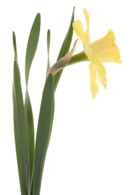 Daffodil clipart