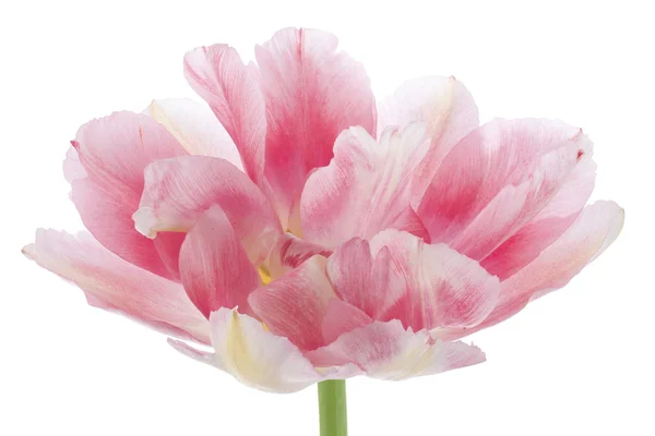 Tulip flower — Stock Photo, Image