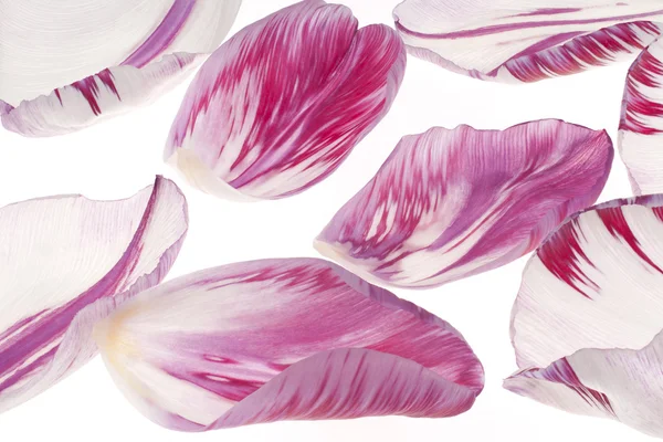 Tulip bloemblaadjes — Stockfoto