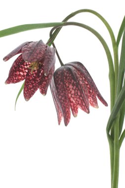 Fritillary