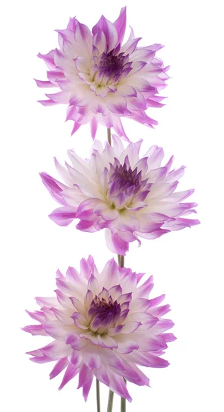 Stock image Dahlia