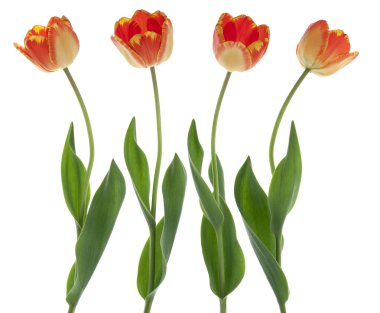 Tulip flowers clipart