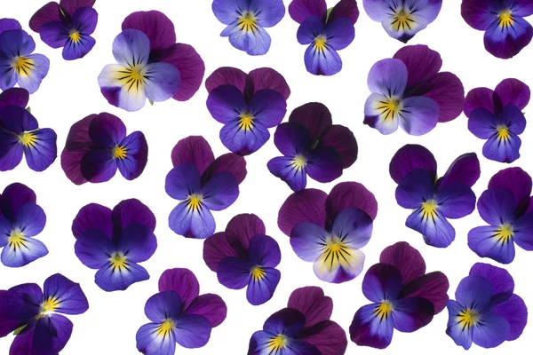 Pansy flowers — Stock Photo, Image