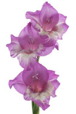 Gladiolus clipart