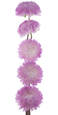 China aster clipart