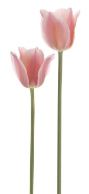 Tulip flowers clipart