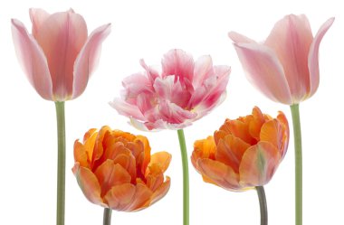 Tulip flowers clipart