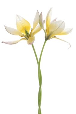 Tulip flowers clipart