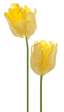 Tulip flowers clipart