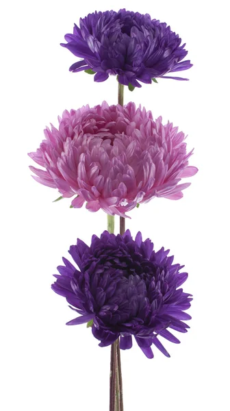 Stock image China aster