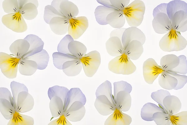 Pansy flores — Foto de Stock