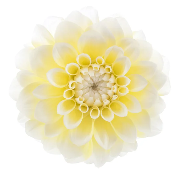 stock image Dahlia