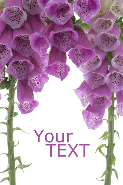 stock image Foxglove