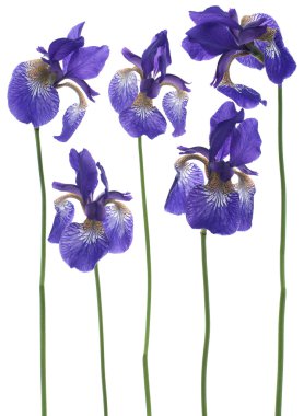 Iris flowers clipart