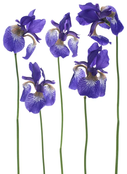 Iris blommor — Stockfoto