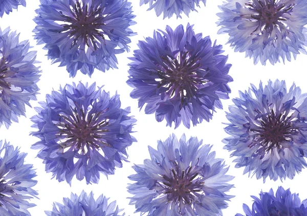 stock image Cornflower